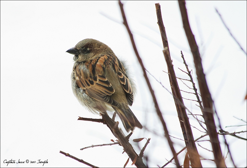 House Sparrow.jpg